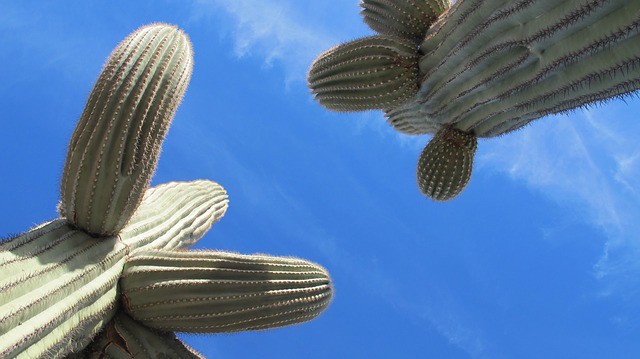 saguaro-1267944_640